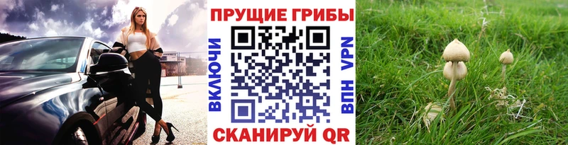 Купить  Лагань  Галлюциногенные грибы прущие грибы 
